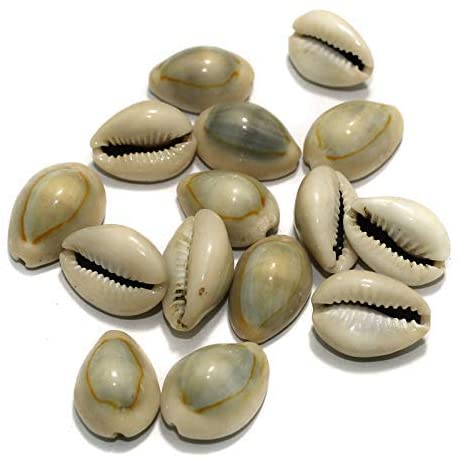 LAMANSH Shell White / Shell / Standard LAMANSH® Natural Kawdi/Koudi Shells/Cowrie Shell Beads Grey Assorted Size for Jewellery Making and Beading Projects( Pack of 1 kilo)